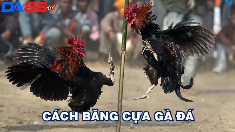 cách băng cựa gà